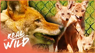 The Unstoppable Super Coyotes (Wildlife Documentary) | Natural Kingdom | Real Wild