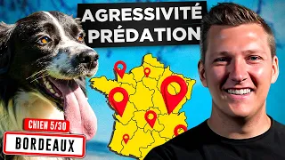 Agressivité Prédation, Chiens - Que Faire ? l Jour 5 : Tour de France Educ Dog