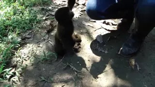 Baby Monkey Playing | Super Cute Baby Monkey