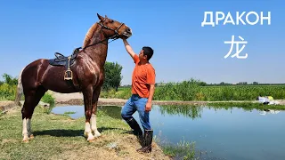 ДРАКОН СОТИЛАДИ! ОНЛАЙН ОТ БОЗОР! ОНЛАЙН КОННЫЙ РЫНОК! ОТ!