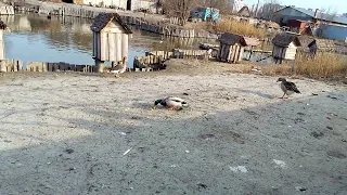 Мариуполь⚓ЗООПАРК 🦢🦆ЛЕБЕДИ