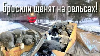 💔в мороз на жд пути выбросили коробки с щенками /малыши  плакали и просили помощи/ save the puppies