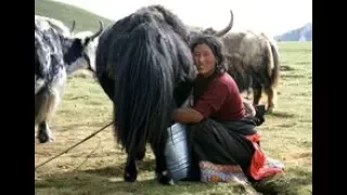 Two Maidens Went Milking One Day