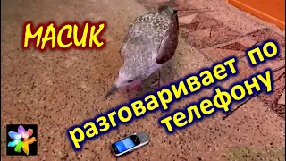 🐥📱 #20 Птенец морской чайки разговаривает по телефону