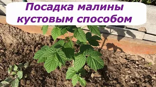 496 Посадка малины кустовым способом