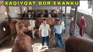 QASOB AKAMIZDAN SIMMENTAL NOVVOSLAR SOTILADI ZOR NARXDA