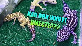 СОДЕРЖАНИЕ ДВУХ И БОЛЕЕ ЭУБЛЕФАРОВ В ОДНОМ ТЕРРАРИУМЕ / КАК УЖИВАЕТСЯ ПАРА ЭУБЛЕФАРОВ В ТЕРРАРИУМЕ?