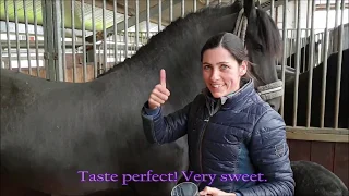 Taste horse milk! 😋 Friesian Horse