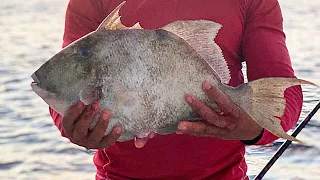 We Caught HUGE Triggerfish with this BAIT! Triggerfish Catch & Cook Fish Fry Recipe!