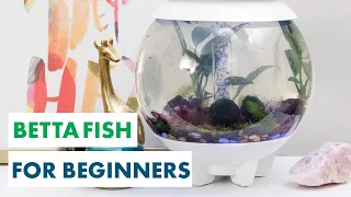Design a Plant-Filled Oasis for a Betta Fish - Aquarium Plants - HGTV Handmade