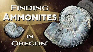 Finding Ammonite Fossils in Oregon! #thefinders