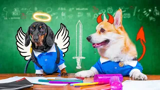 Transfer Student! Cute & funny dachshund & corgi dog video!