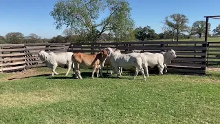 Registered Gray Brahman Heifers-Breeding Age