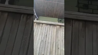 Черныш учится прыгать с крыльца 😻 умный котенок