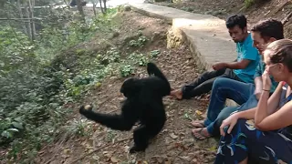 Ini Dia Kelompok SIAMANG Yang Sering Berjumpa Dan Mau Berselfi Dengan Pengunjung Dipenangkaran Kera.