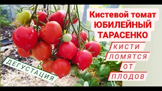 Кистевой томат ЮБИЛЕЙНЫЙ ТАРАСЕНКО! Всем советую вырастить! Дача удачи