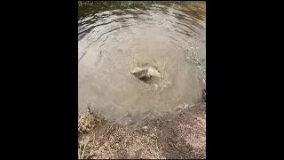 A BRIGA FOI FEIA MAS CONSEGUIMOS TIRAR DA ÁGUA ESSE MONSTRO DE PEIXE