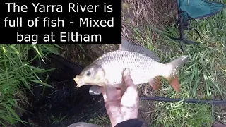 The Yarra river is full of fish - Mixed bag at Eltham