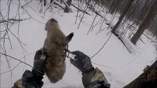 Охота на куницу с капканами.Удачно (Будни охотника и рыбака)