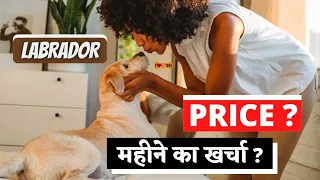 Labrador Retriever Price In India | Monthly Expenses of Labrador (Hindi)