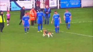 Beagle disrupts soccer match | FUNNY | Beagle Universe