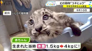 幻の動物『ユキヒョウ』 いしかわ動物園で赤ちゃん誕生！すくすく成長中（いしかわ生き物図鑑 #6）