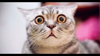 OMG So Cute Cats ♥ Best Funny Cat Videos ever.