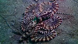 Mimic octopus (Thaumoctopus mimicus), Lembeh Strait, North Sulawesi, Indonesia. December 2023.