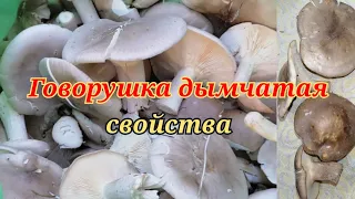 Говорушка дымчатая особенности гриба и польза. Smoky talker edible and medicinal mushroom