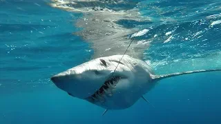 IFISH Monster Mako Sharks