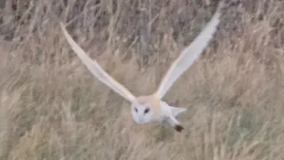 Barn Owl Looking For it's Next Meal 😍