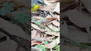 Bird vs Centipede