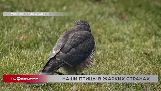 Современные технологии помогают следить за птицами иркутским орнитологам