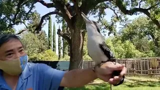 Live from Sac Zoo with Foster the laughing kookaburra