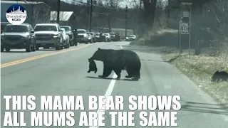 🐻🍼😂 Watch a baby bear escorted across the street by its considerate mum