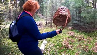 Грибниці ЧОРНОГО ЛІСУ!..Грибники з цього лісу, корзинами виносять ГРИБИ!