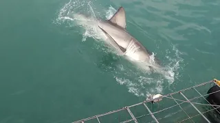Gansbaï Lucie&Alex 2017 GoPro (Grand requin blanc)