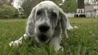 Dog Breeds - English setter. Dogs 101 Animal Planet