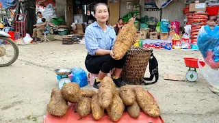 Harvest Yams to go to the market to sell, My daily life | Ly Thi Tam