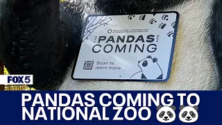 DC pandas to return to Smithsonian's National Zoo