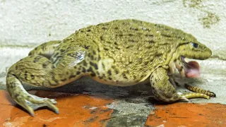 Giant Asian bullfrog eating live worms! Live Feeding