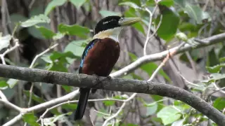 Rufous bellied kookaburra calling