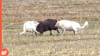 These Stupid Wolves Attacked the Wrong Bison..They Paid the Price