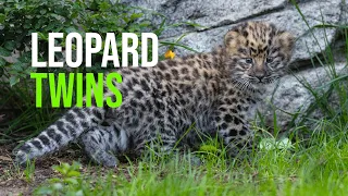 San Diego Zoo Wildlife Alliance Celebrates Birth of Two Rare Amur Leopards