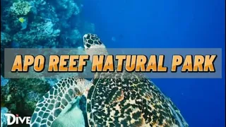 Apo Reef Natural Park | Virtual Heritage Tour