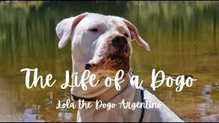 A Day In The Life, a beautiful spring day with LOLA the DOGO ARGENTINO