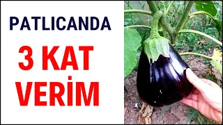 BU YÖNTEMLE PATLICANDA VERİMİ 3 E KATLAYIN - Patlıcan Verimi Nasıl Artırılır