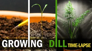 Growing Dill from Seed to Plant (40 Days Time Lapse)