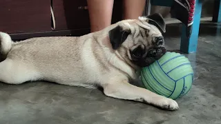 😍Cute & Funny Pug Videos That Are IMPOSSIBLE Not To Aww At 💖🐶Cutest Puppies | Chutki Pug vlogs