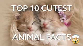 Cute Animal Facts That Will Make Your Heart Melt: Discover the Adorable World of Animals!